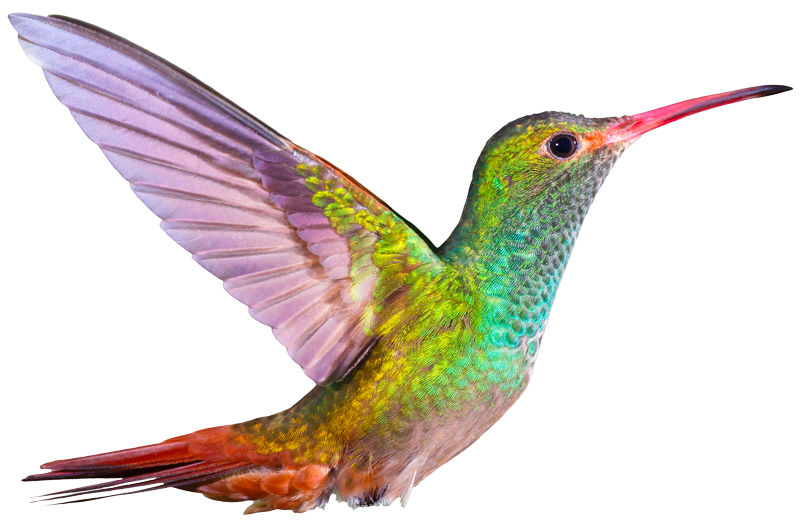 Hummingbird